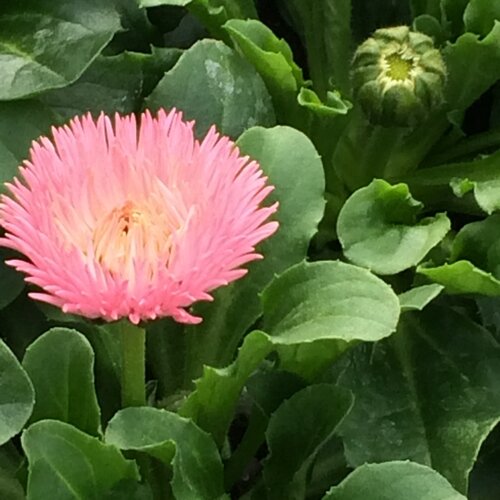 Bellis Salmon Pink Six Pack