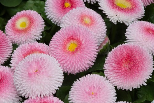 Bellis Strawberry and Cream Jumbo 6 Pack