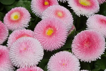 Bellis Strawberry and Cream Jumbo 6 Pack