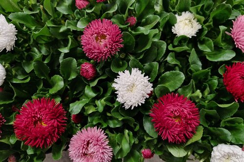 Bellis Trio 13cm