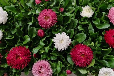 Bellis Trio 13cm