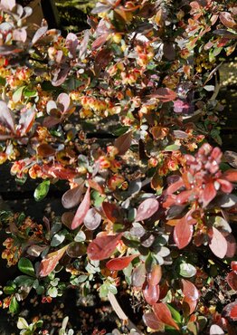Berberis Atropurpurea Nana 2 Litre