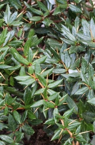 Berberis frikartii Telstar 3.4 litre - image 1