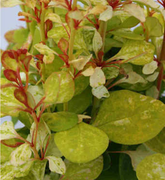 Berberis Neon Gold 3 Litre - image 2