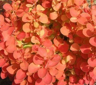 Berberis Red Hot Chilli 3 Litre - image 1