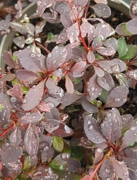 Berberis Rose Glow 7.5 Litre - image 1