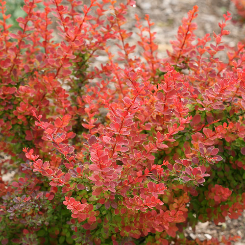 Berberis Thunbergii Admiration 3 Litre