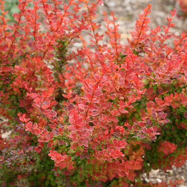 Berberis Thunbergii Admiration 3 Litre
