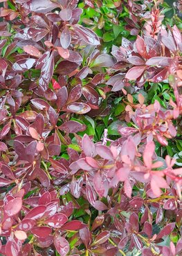 Berberis Thunbergii Fireball 3 Litre
