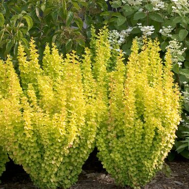 Berberis Thunbergii Golden Rocket 3 Litre
