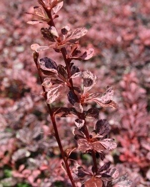 Berberis Thunbergii Harlequin 3 Litre