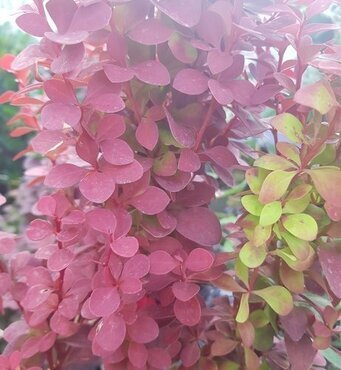 Berberis thunbergii Orange Rocket 3 Litre