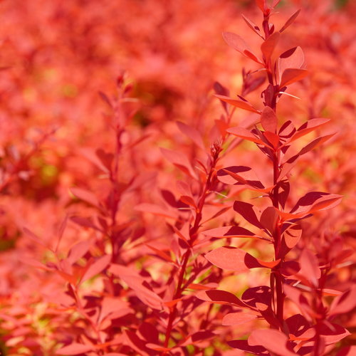 Berberis Thunbergii Orange Rocket 3 Litre
