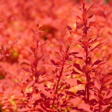 Berberis thunbergii Orange Rocket 3 Litre