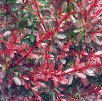 Berberis Thunbergii Red Chief 3 Litre - image 1