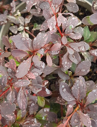 Berberis Thunbergii Rose Glow 3 Litre