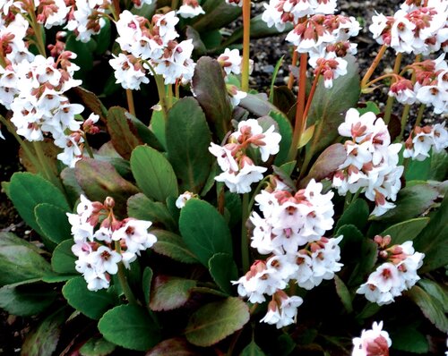 Bergenia Dragonfly Angel Kiss 2 Litre