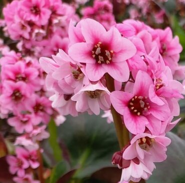 Bergenia Dragonfly Sakura 2 Litre