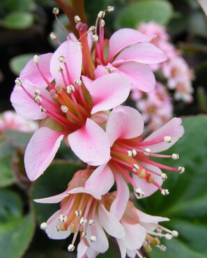 Bergenia Dumbo 2 Litre