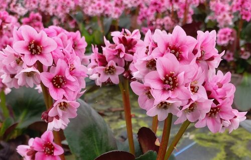 Bergenia Eroica 2 Litre