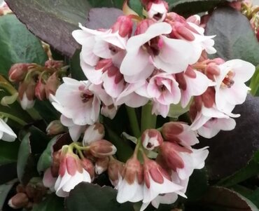 Bergenia Fire & Ice 2 Litre