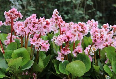 Bergenia 'Harzkristall' 2 Litre