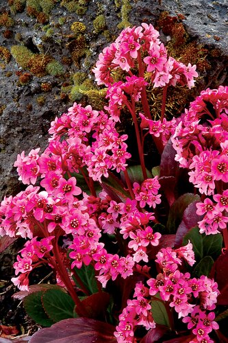 Bergenia 'Pink Dragonfly' 2 Litre
