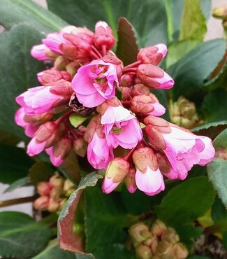 Bergenia Rosi Klose 2 Litre