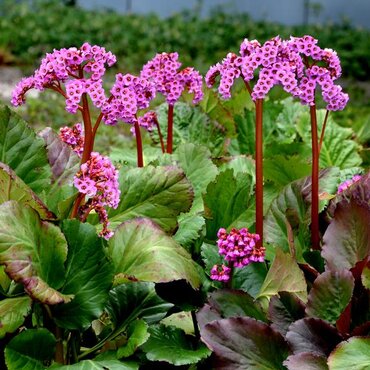 Bergenia Rotblum 9cm