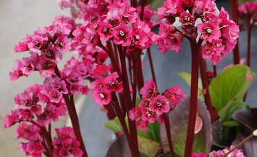 Bergenia Vintage Rose 2 Litre