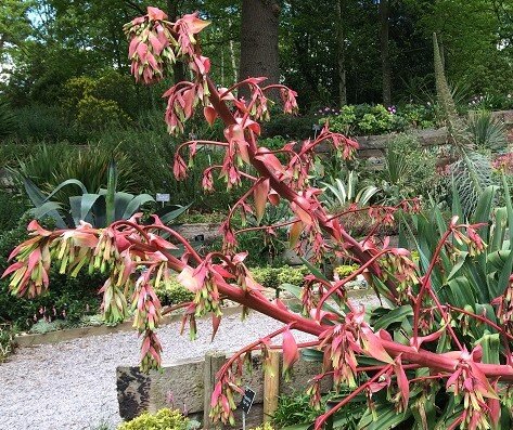 Beschorneria Yuccoides Desert Glow 3 Litre
