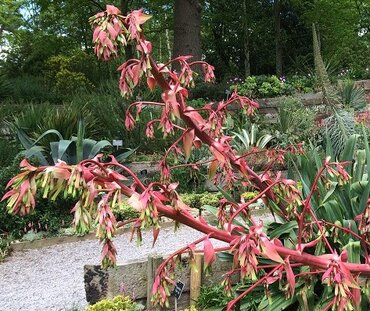 Beschorneria Yuccoides Desert Glow 3 Litre