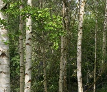 Betula alba pendula 12 litre - image 2