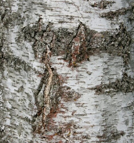 Betula alba pendula 12 litre - image 1