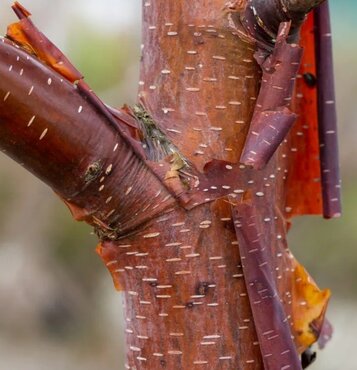 Betula Cinnamon 12 litre - image 1