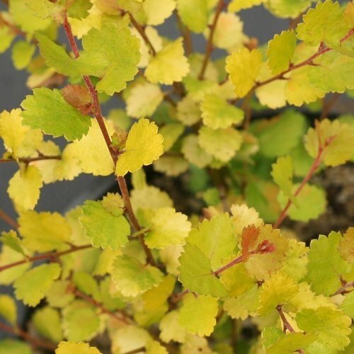Betula Golden Treasure 4.6 Litre - image 1
