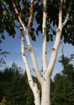 Betula jacquemontii Grayswood Ghost 12 litre