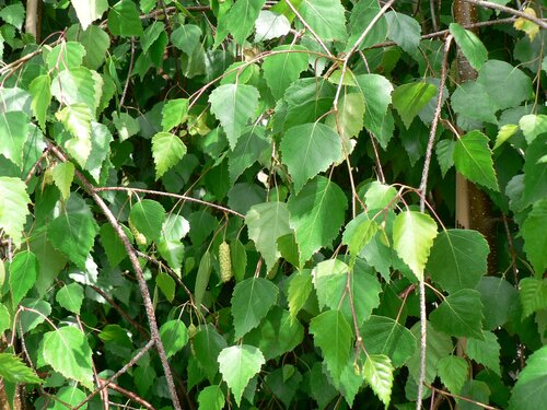 Betula pendula 12 Litre - image 1