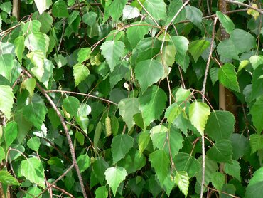 Betula pendula 12 Litre - image 1