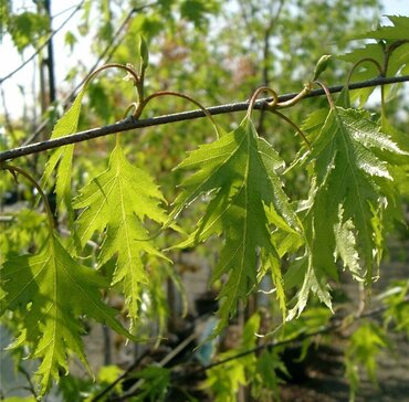 Betula pendula Dalecarlica 12 Litre
