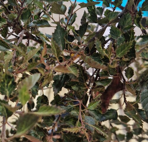 Betula pendula Fuzzy Feathers 12 Litre