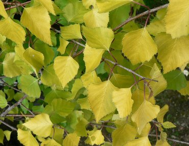 Betula pendula Golden Beauty 12 Litre