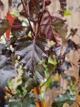 Betula pendula Royal Frost 12 Litre