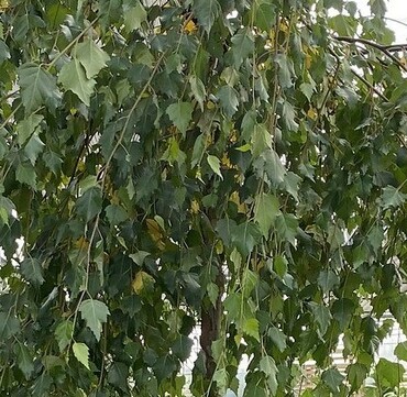 Betula pendula Youngii 20 litre