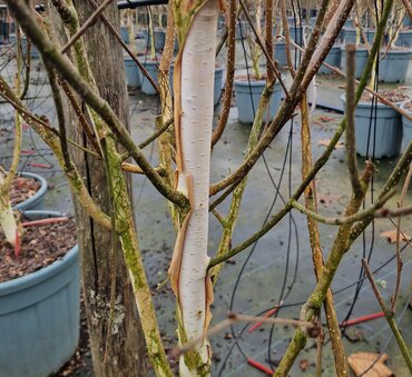 Betula Snow Queen 12 Litre