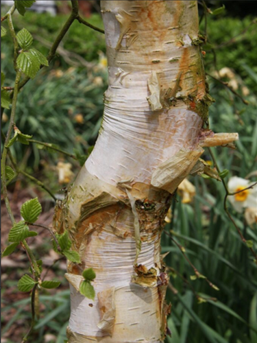 Betula Spider Alley 12 Litre - image 1