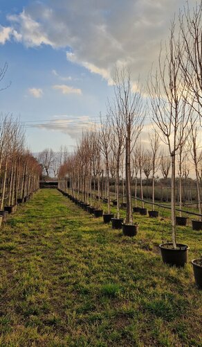 Betula Utilis Full Standard 35 Litre - image 1