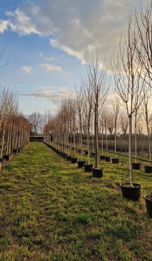 Betula Utilis Full Standard 35 Litre - image 1