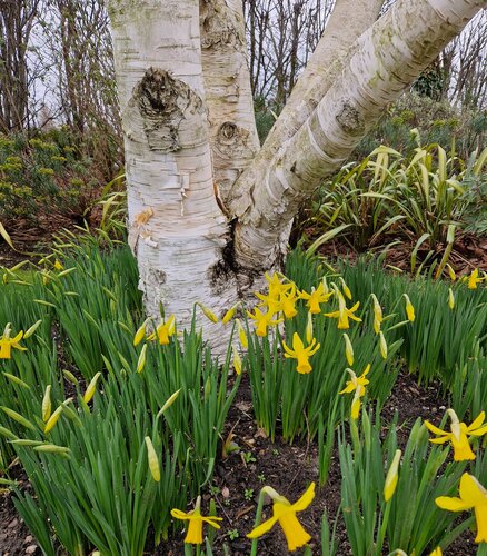 Betula utilis Jacquemontii 12 Litre - image 1