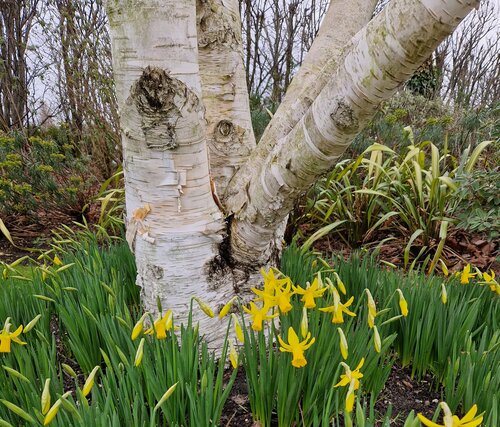 Betula Utilis Jacquemontii Multi-Stem 30 Litre